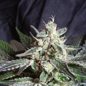 Black Jack Fast Version - SWEET SEEDS | TanieSianie.pl