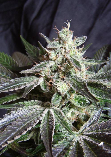 Black Jack Fast Version - SWEET SEEDS | TanieSianie.pl