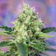 Crystal Candy - SWEET SEEDS | TanieSianie.pl