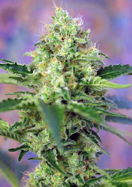Crystal Candy - SWEET SEEDS | TanieSianie.pl