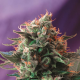 Jack 47 Fast Version - SWEET SEEDS | TanieSianie.pl