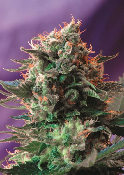 Jack 47 Fast Version - SWEET SEEDS | TanieSianie.pl