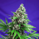 Killer Kush Fast Version - SWEET SEEDS | TanieSianie.pl