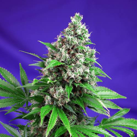Killer Kush Fast Version - SWEET SEEDS | TanieSianie.pl