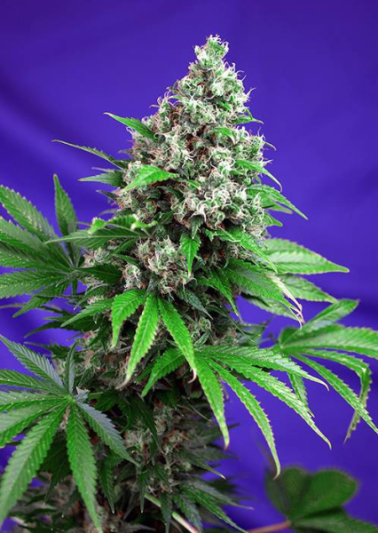 Killer Kush Fast Version - SWEET SEEDS | TanieSianie.pl