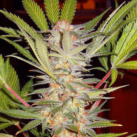 S.A.D. Fast Version - SWEET SEEDS | TanieSianie.pl
