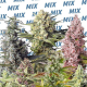 Sweet Mix - SWEET SEEDS | TanieSianie.pl