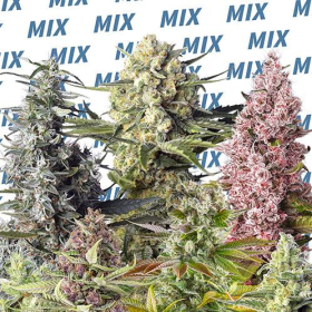 Sweet Mix - SWEET SEEDS | TanieSianie.pl