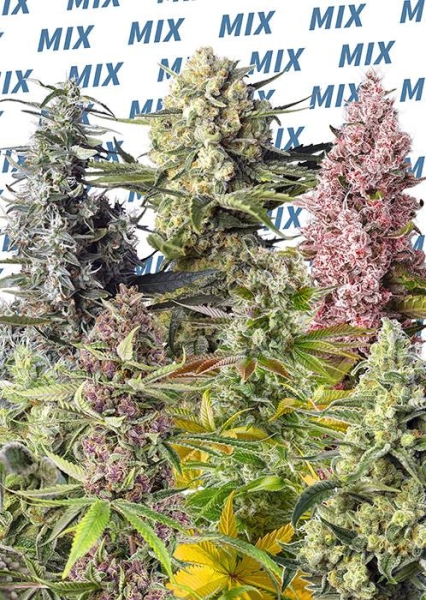Sweet Mix - SWEET SEEDS | TanieSianie.pl