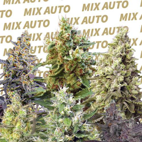 Sweet Mix Auto - SWEET SEEDS | TanieSianie.pl