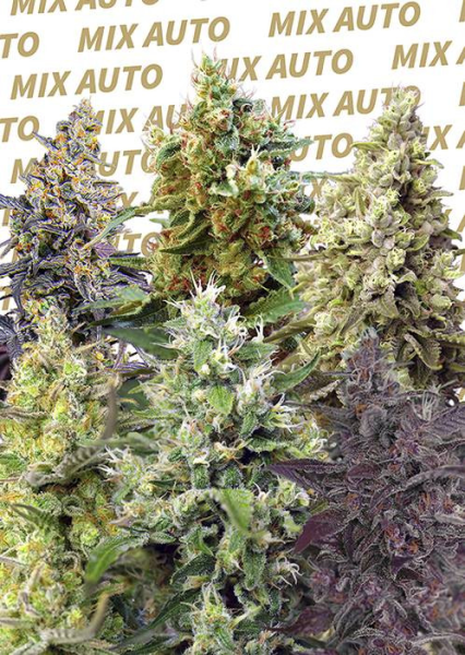 Sweet Mix Auto - SWEET SEEDS | TanieSianie.pl