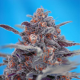 Devil Cream Auto - SWEET SEEDS | TanieSianie.pl