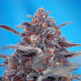 Devil Cream Auto - SWEET SEEDS | TanieSianie.pl