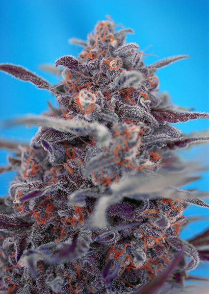Devil Cream Auto - SWEET SEEDS | TanieSianie.pl