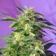 Killer Kush Auto - SWEET SEEDS | TanieSianie.pl