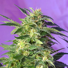 Killer Kush Auto - SWEET SEEDS | TanieSianie.pl