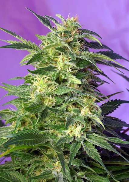 Killer Kush Auto - SWEET SEEDS | TanieSianie.pl