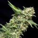 Auto Alpujarreña - PYRAMID SEEDS | TanieSianie.pl