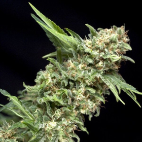 Auto Alpujarreña - PYRAMID SEEDS | TanieSianie.pl