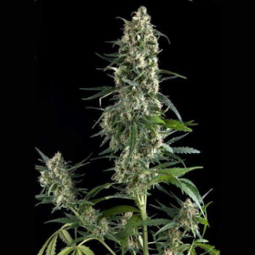 Auto Amnesia Gold - PYRAMID SEEDS | TanieSianie.pl