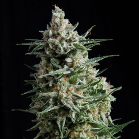 Auto Anesthesia - PYRAMID SEEDS | TanieSianie.pl