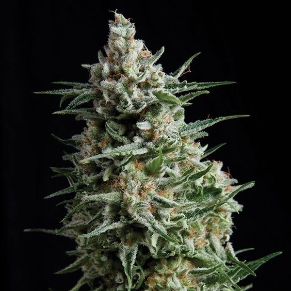 Auto Anesthesia - PYRAMID SEEDS | TanieSianie.pl