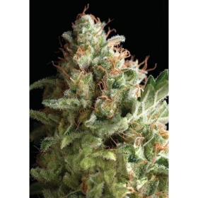 Auto American Pie - PYRAMID SEEDS | TanieSianie.pl