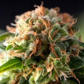 Auto Fresh Candy - PYRAMID SEEDS | TanieSianie.pl