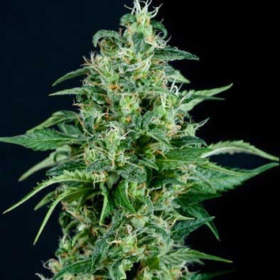 Auto Kryptonite - PYRAMID SEEDS | TanieSianie.pl