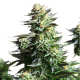 Amnesia Haze - ROYAL QUEEN SEEDS | TanieSianie.pl