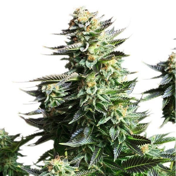 Amnesia Haze - ROYAL QUEEN SEEDS | TanieSianie.pl