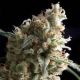 Auto Super Hash - PYRAMID SEEDS | TanieSianie.pl