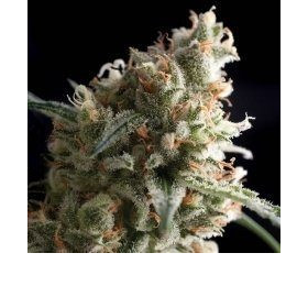 Auto Super Hash - PYRAMID SEEDS | TanieSianie.pl