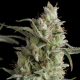 Auto Super OG Kush - PYRAMID SEEDS | TanieSianie.pl