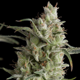 Auto Super OG Kush - PYRAMID SEEDS | TanieSianie.pl