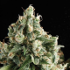 Lennon - PYRAMID SEEDS | TanieSianie.pl