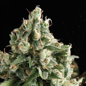 Lennon - PYRAMID SEEDS | TanieSianie.pl