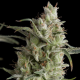 Super OG Kush - PYRAMID SEEDS | TanieSianie.pl