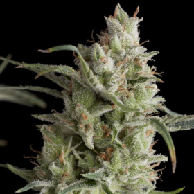 Super OG Kush - PYRAMID SEEDS | TanieSianie.pl