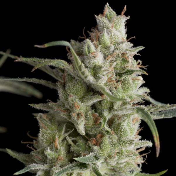 Super OG Kush - PYRAMID SEEDS | TanieSianie.pl