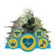 Medical Mix CBD - ROYAL QUEEN SEEDS | TanieSianie.pl