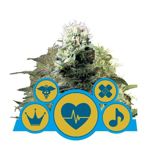 Medical Mix CBD - ROYAL QUEEN SEEDS | TanieSianie.pl
