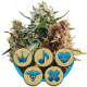 Medical Mix CBD - ROYAL QUEEN SEEDS | TanieSianie.pl