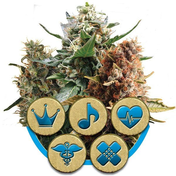 Medical Mix CBD - ROYAL QUEEN SEEDS | TanieSianie.pl