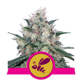 Honey Cream (Fast Version) - ROYAL QUEEN SEEDS | TanieSianie.pl