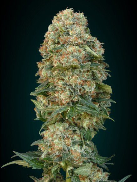 Feminized Collection #1 - ADVANCED SEEDS | TanieSianie.pl