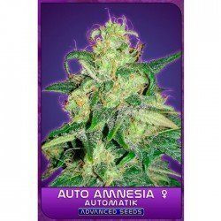 Auto Amnesia - ADVANCED SEEDS | TanieSianie.pl