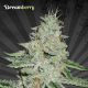 Dreamberry - AUTO SEEDS | TanieSianie.pl