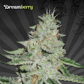 Dreamberry - AUTO SEEDS | TanieSianie.pl