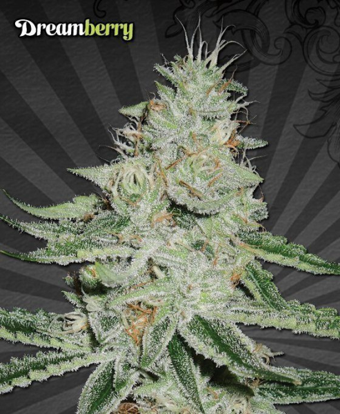Dreamberry - AUTO SEEDS | TanieSianie.pl